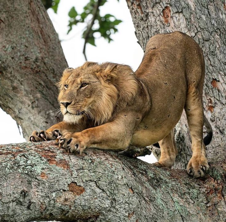 Queen Elizabeth Safari