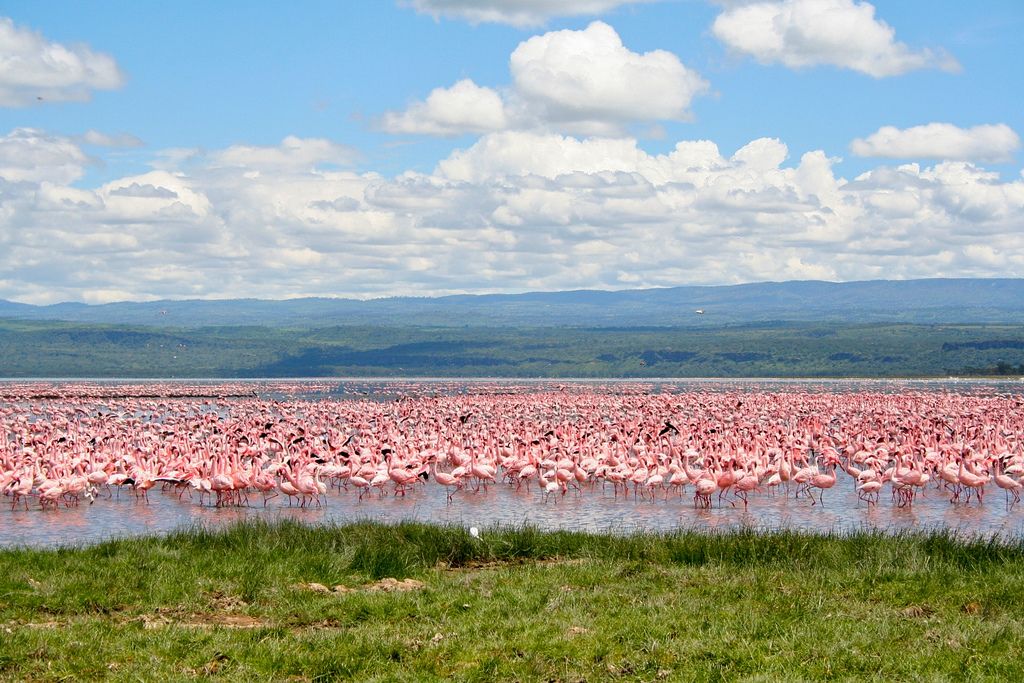 Lake Nakuru