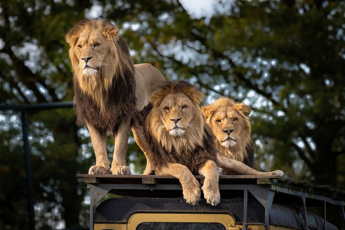 Akagera Safari