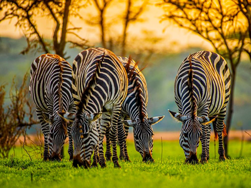 Luxury safari vehicle at sunset in a Ugandan national park with MO EXPEDITIONS