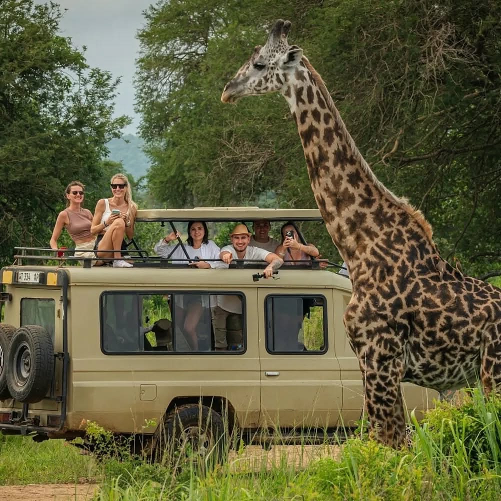 Guided wildlife safari in Uganda