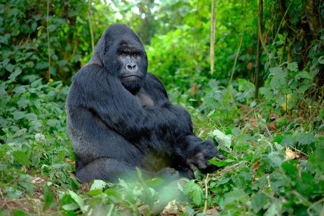 Gorilla trekking Bwindi