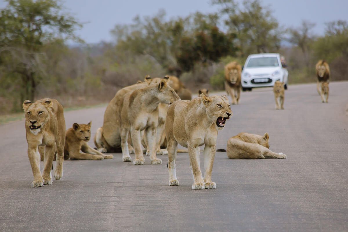 Kruger National Park South Africa