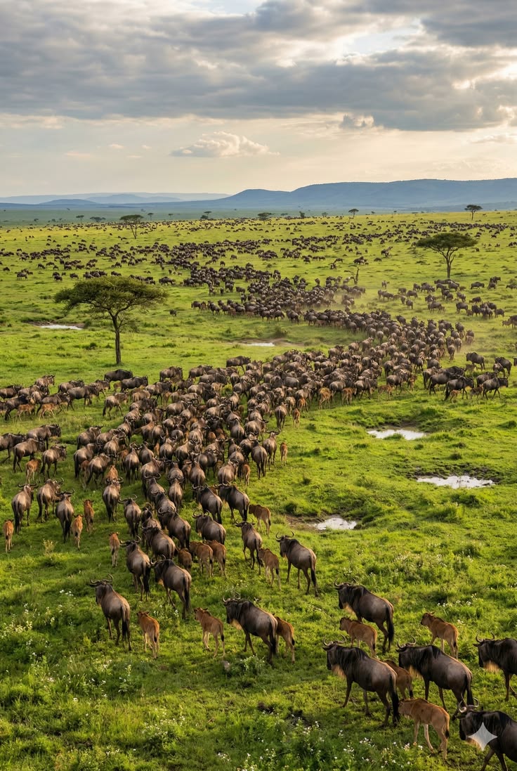 Tanzania Serengeti